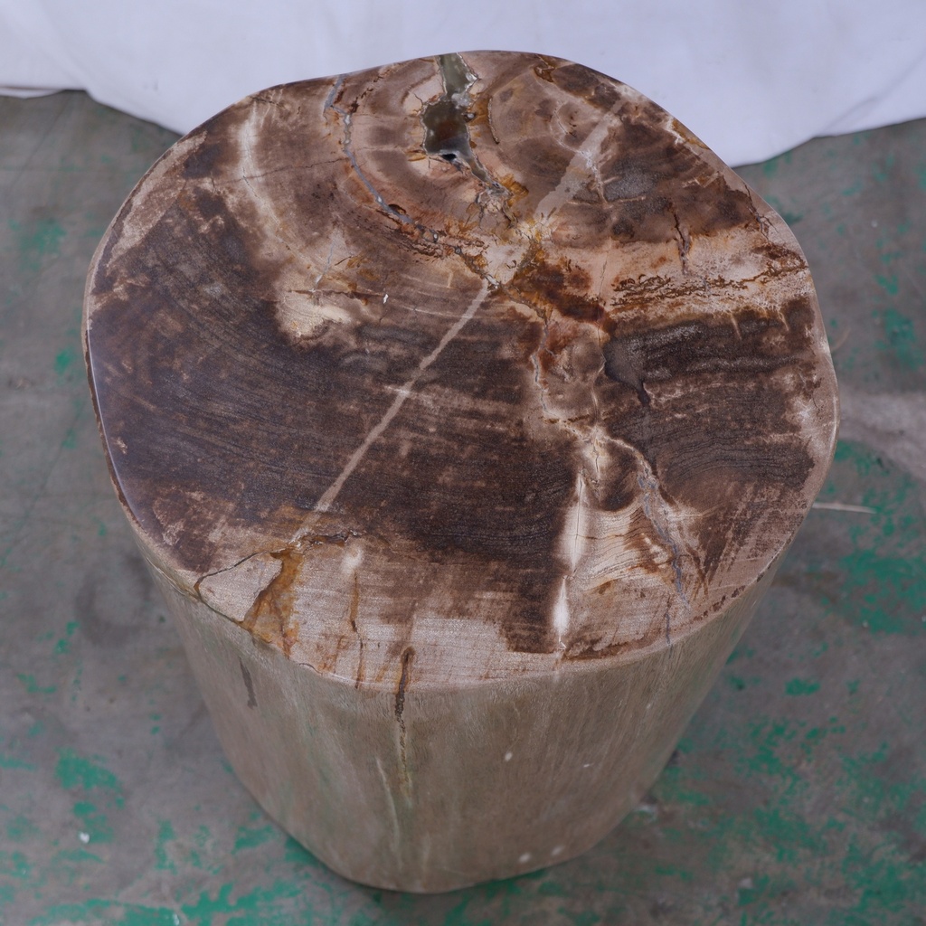 Polished Petrified Wood Stump - Natural Light