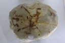 Raw Edge Petrified Wood Stump - Natural Light