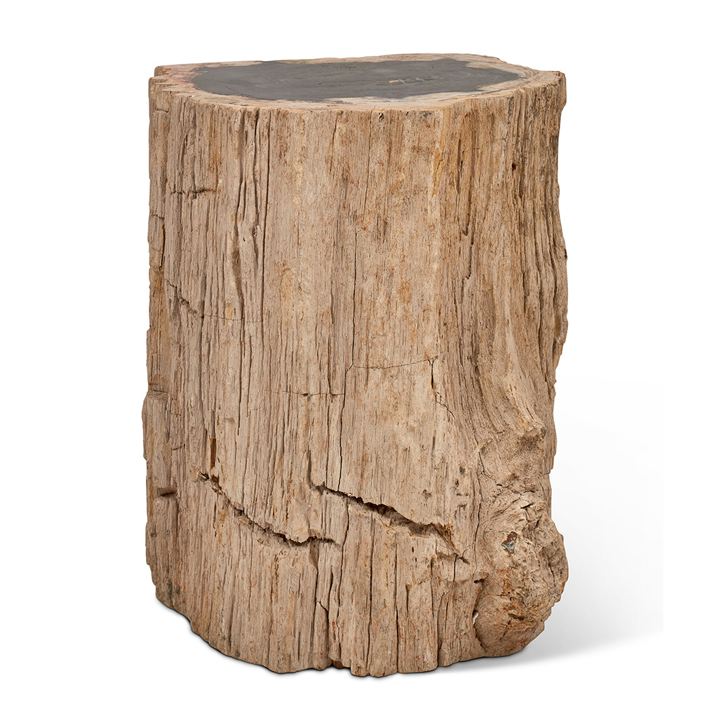 Petrified Wood Stump, Top Polished 