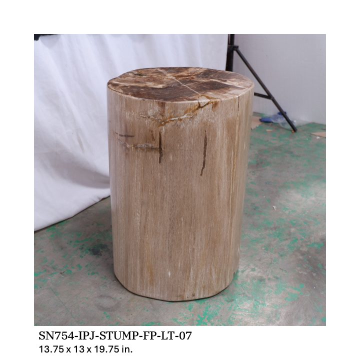 Polished Petrified Wood Stump - Natural Light